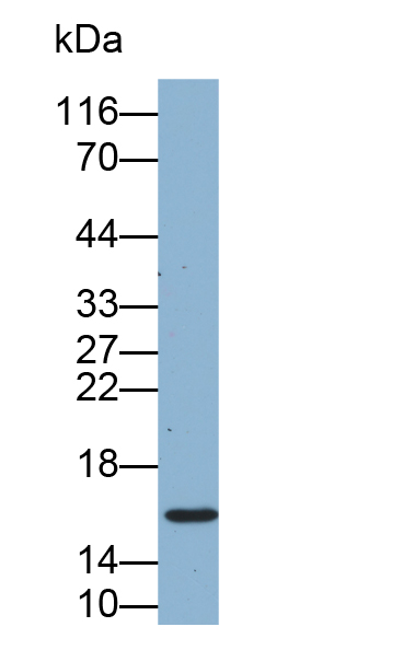 离子化钙结合适配分子1(AIF1)多克隆抗体(生物素标记)