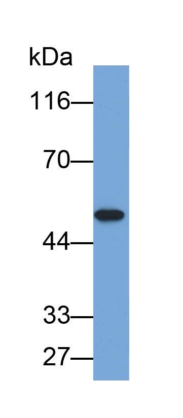 2',5'-寡腺苷酸合成酶1(OAS1)多克隆抗體(生物素標記)