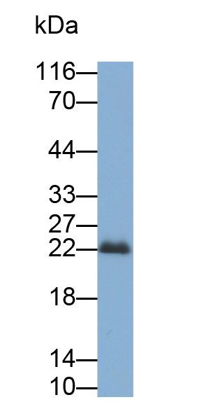 過氧化還原酶1(PRDX1)多克隆抗體(生物素標(biāo)記)
