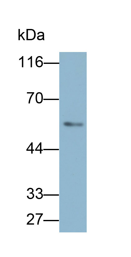 端粒重复结合因子1(TERF1)多克隆抗体(生物素标记)