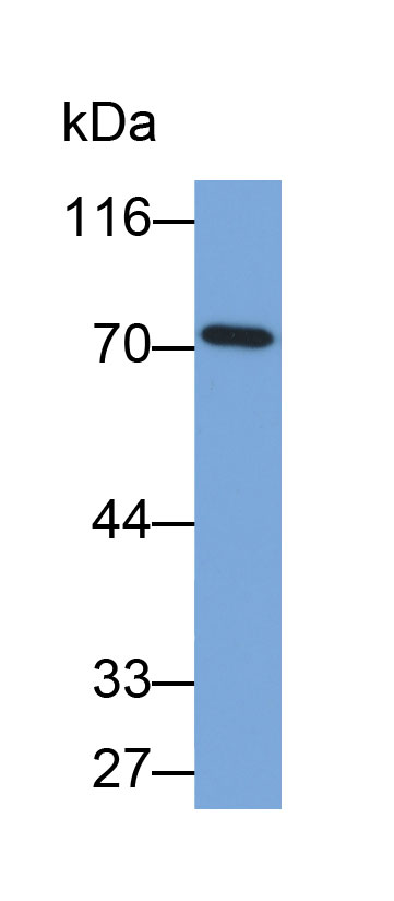 70kDa热休克蛋白8(HSPA8)多克隆抗体(生物素标记)