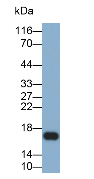 核糖核酸酶A4(RNASE4)多克隆抗體(生物素標記)