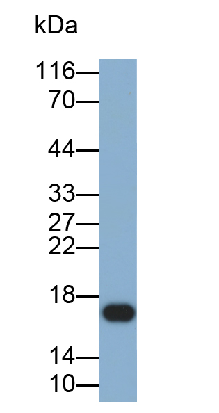 核糖核酸酶A8(RNASE8)多克隆抗体(生物素标记)