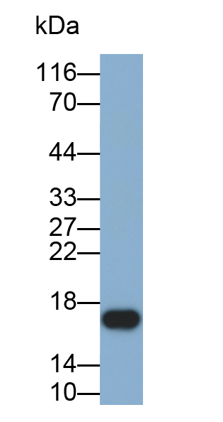 核糖核酸酶A7(RNASE7)多克隆抗体(生物素标记)