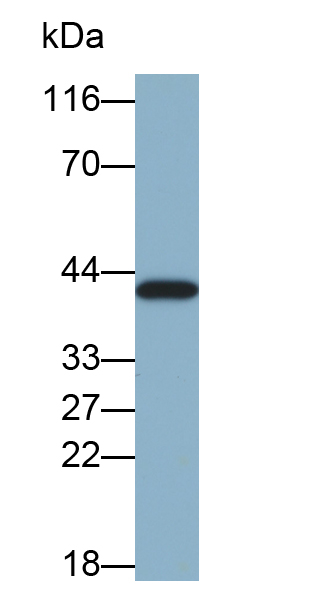 70kDa热休克蛋白结合蛋白1(HSPBP1)多克隆抗体(生物素标记)