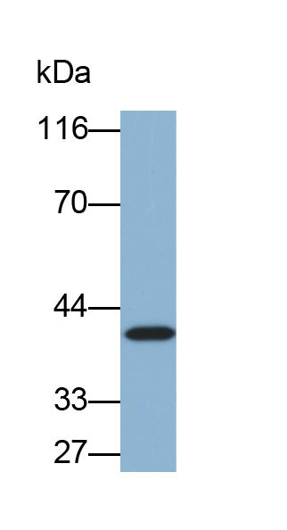70kDa热休克蛋白结合蛋白1(HSPBP1)多克隆抗体(生物素标记)