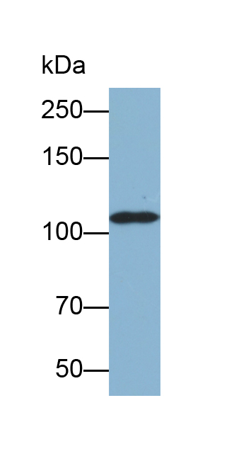 105kDa/110kDa热休克蛋白1(HSPH1)多克隆抗体(生物素标记)