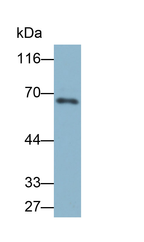 含杆状病毒IAP重复蛋白2(BIRC2)多克隆抗体(生物素标记)
