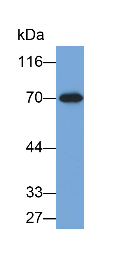 溶质载体家族3成员2(SLC3A2)多克隆抗体(生物素标记)