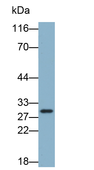 B-细胞淋巴瘤因子2样蛋白(Bcl2L)多克隆抗体(生物素标记)