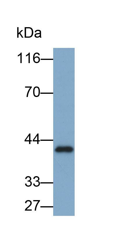 膜联蛋白A4(ANXA4)多克隆抗体(生物素标记)