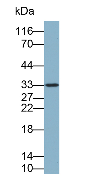 膜联蛋白A4(ANXA4)多克隆抗体(生物素标记)