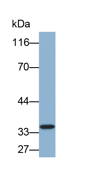 膜联蛋白A3(ANXA3)多克隆抗体(生物素标记)