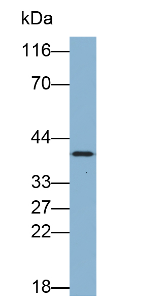 膜联蛋白A1(ANXA1)多克隆抗体(生物素标记)