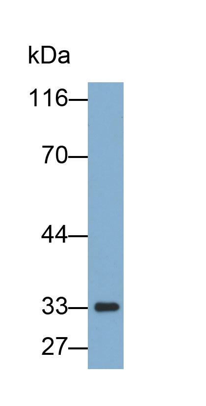 17-β-羟基类固醇脱氢酶12(HSD17b12)多克隆抗体(生物素标记)