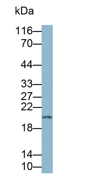 热休克蛋白β6(HSPb6)单克隆抗体(生物素标记)