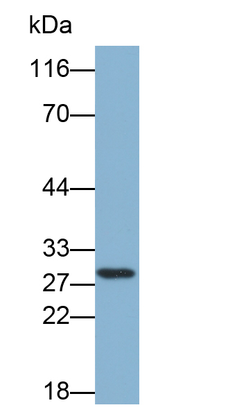 过氧化还原酶4(PRDX4)多克隆抗体(生物素标记)