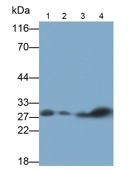 過氧化還原酶6(PRDX6)多克隆抗體(生物素標記)