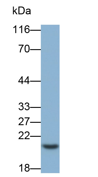 双特异性磷酸酶3(DUSP3)多克隆抗体(生物素标记)