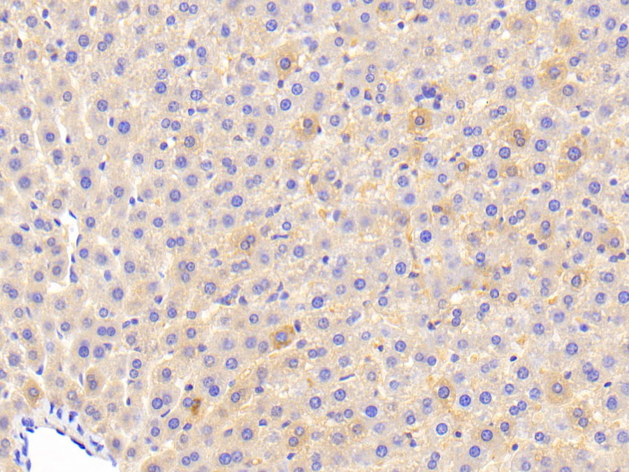 妊娠带蛋白(PZP)多克隆抗体(生物素标记)