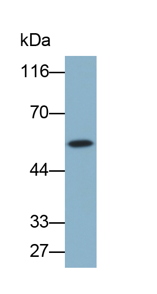 角蛋白71(KRT71)多克隆抗体(生物素标记)
