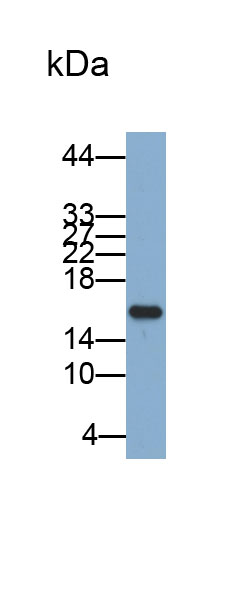 视黄醇结合蛋白5(RBP5)多克隆抗体(生物素标记)