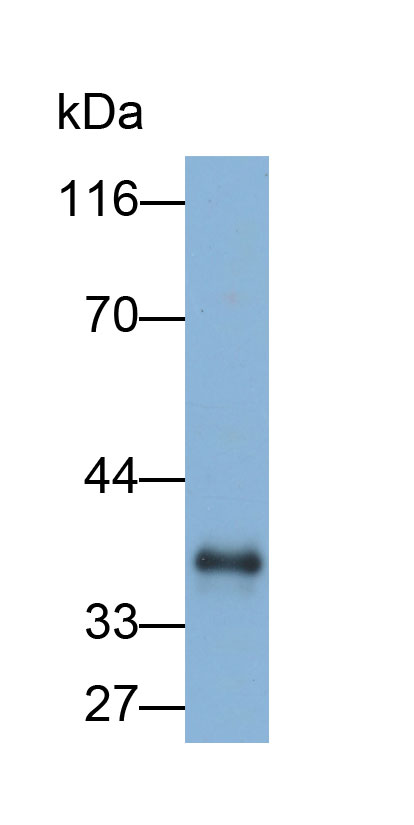 肽酶抑制因子16(PI16)多克隆抗体(生物素标记)