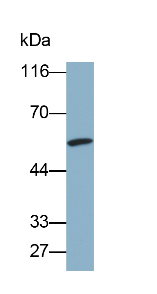 肽酶抑制因子16(PI16)多克隆抗体(生物素标记)