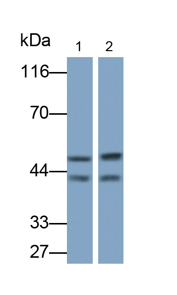 凋亡相关因子(FAS)单克隆抗体