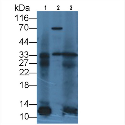 白介素12A(IL12A)單克隆抗體