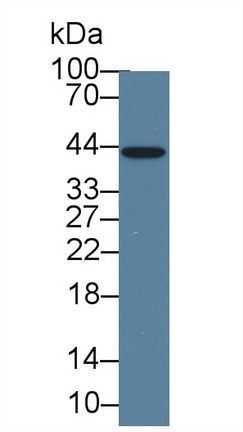 白介素1α(IL1a)单克隆抗体