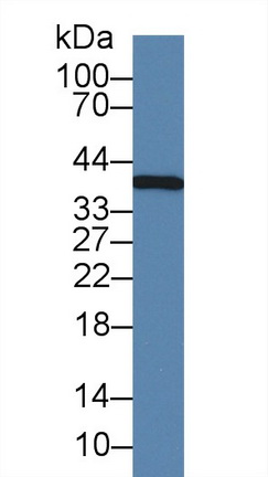 白介素1α(IL1a)单克隆抗体