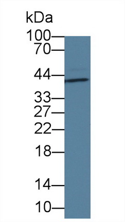白介素1α(IL1a)单克隆抗体
