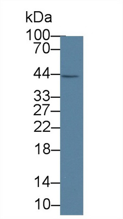 白介素1α(IL1a)单克隆抗体