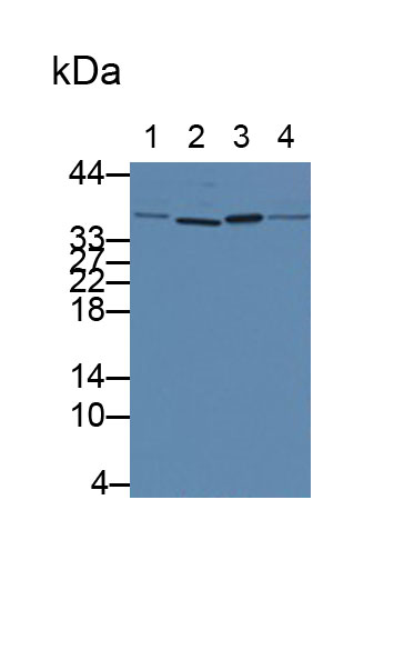 白介素1α(IL1a)单克隆抗体