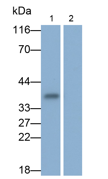 白介素1α(IL1a)单克隆抗体
