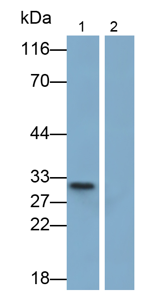 白介素1α(IL1a)單克隆抗體