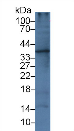 白介素1α(IL1a)单克隆抗体