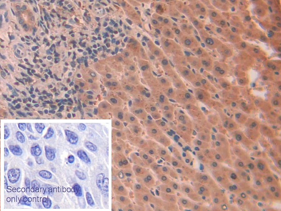 白介素1α(IL1a)单克隆抗体
