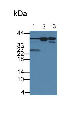 白介素1α(IL1a)单克隆抗体