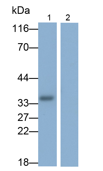 白介素1α(IL1a)单克隆抗体