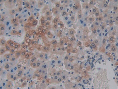 白介素1α(IL1a)单克隆抗体