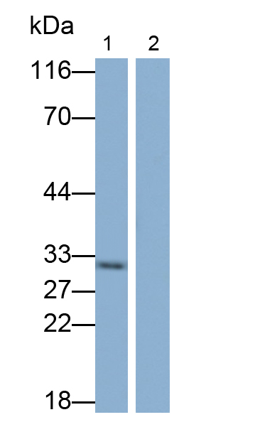 白介素1α(IL1a)单克隆抗体
