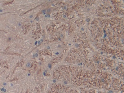 白介素1α(IL1a)单克隆抗体