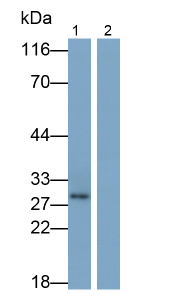 白介素1α(IL1a)单克隆抗体