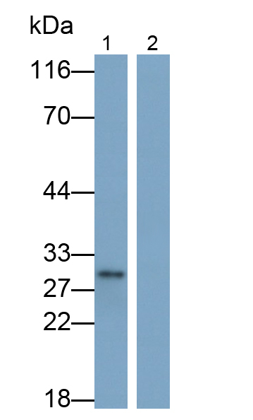白介素1α(IL1a)单克隆抗体