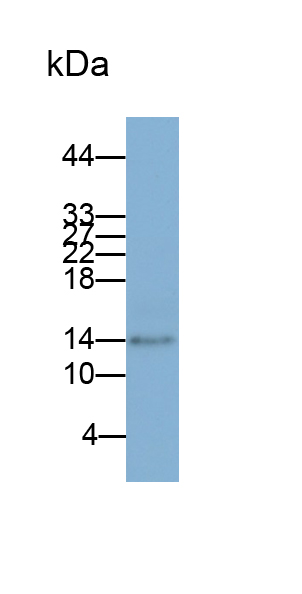 单核细胞趋化蛋白3(MCP3)单克隆抗体