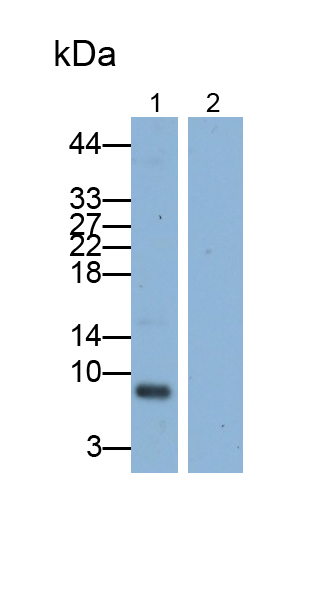 巨噬細胞炎性蛋白1α(MIP1a)單克隆抗體