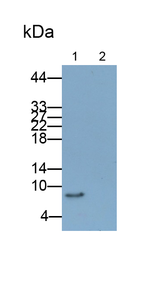 巨噬细胞炎性蛋白3α(MIP3a)单克隆抗体