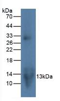 巨噬细胞炎性蛋白3α(MIP3a)单克隆抗体